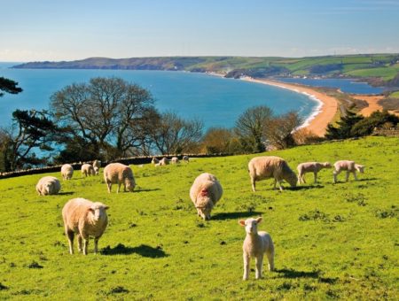 Spring wildlife in South Devon - lambs