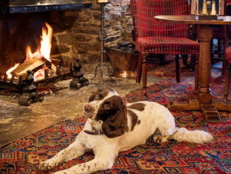 Should I make my holiday cottage dog-friendly