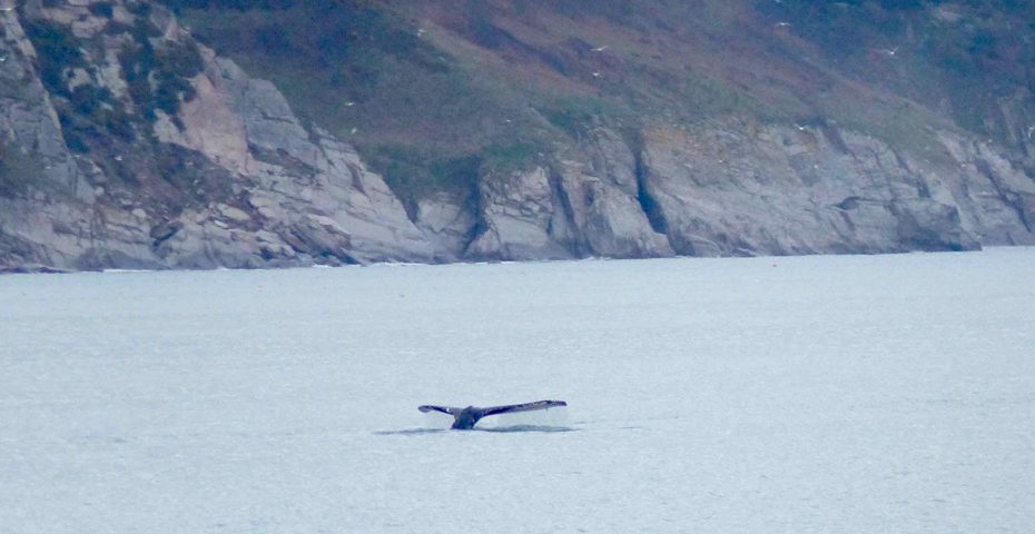 The Start Bay whale - courtesy of Forest & Beach
