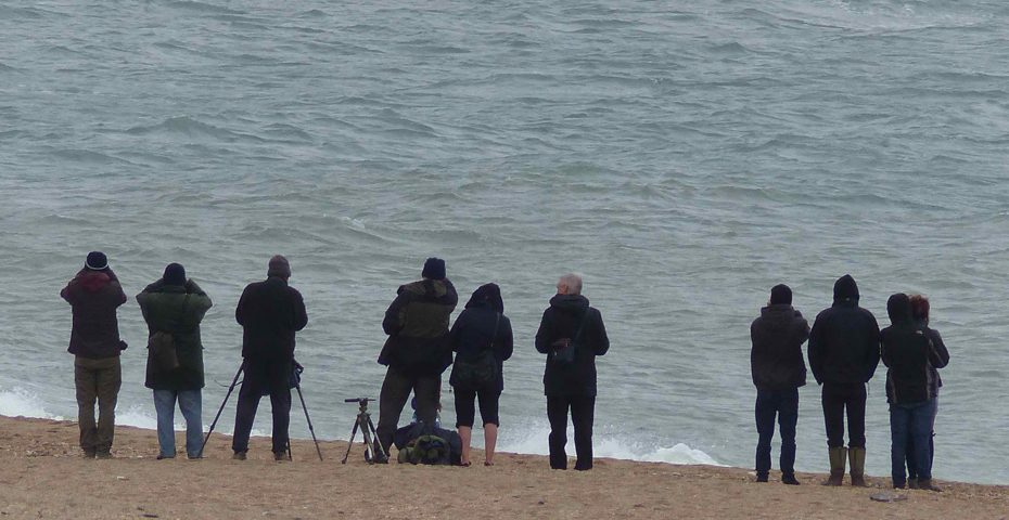 Whale watchers at Slapton (via Forest & Beach)