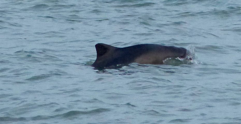 Image via Forest & Beach