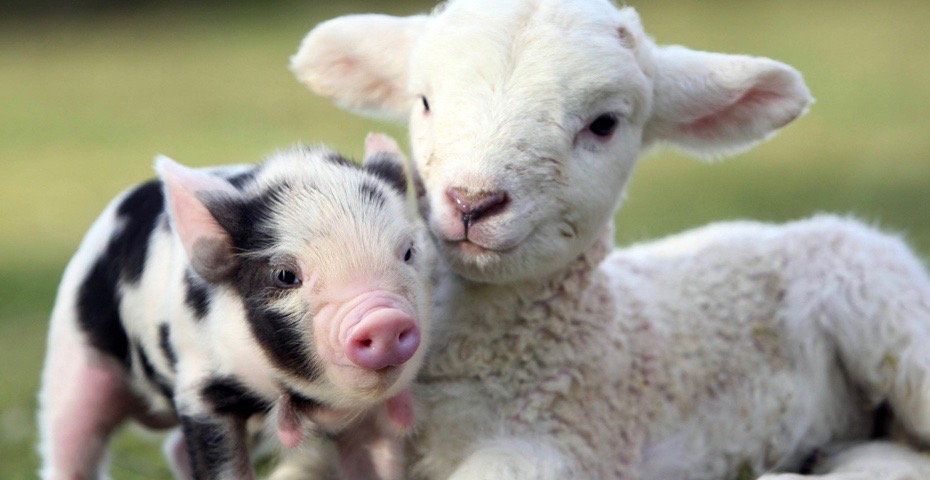 South Devon wildlife in spring