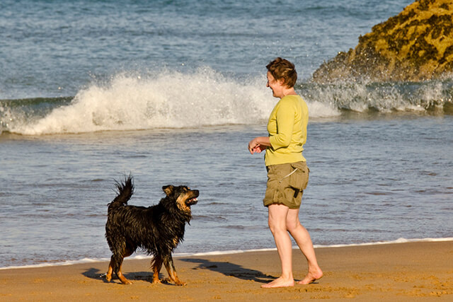 Dog friendly beaches