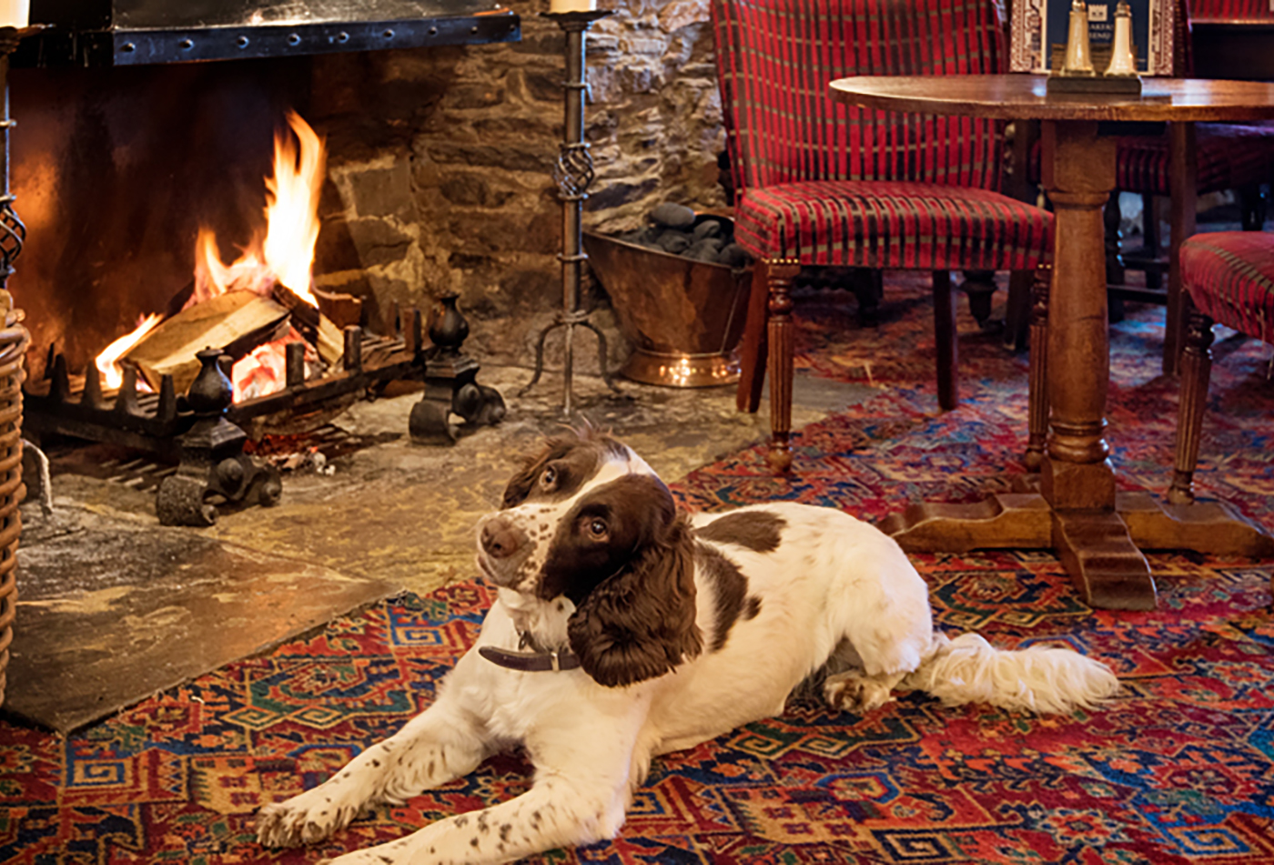 Dog friendly pubs in Dartmouth - The Royal Castle. Springer spaniel sat in front of the fire.