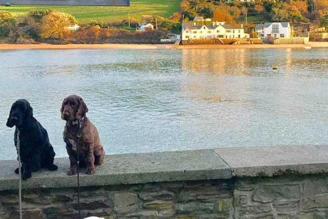 The Ferry Inn with two dogs on the pub wall overlooking the estuary.