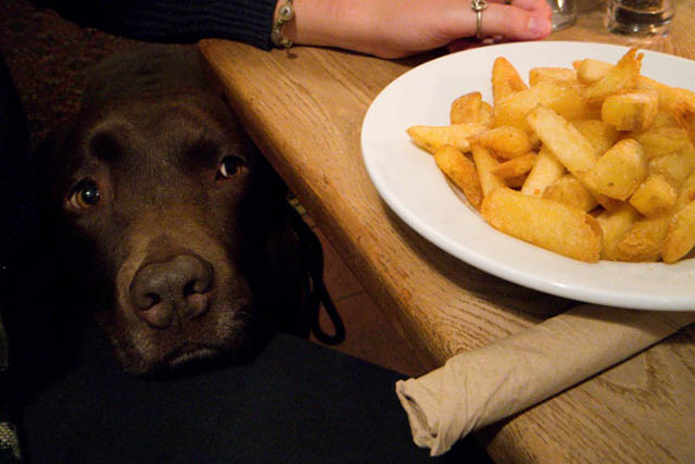 The Village Inn Thurlestone - chocolate labrador under the table whilst someone eating chips at a table.