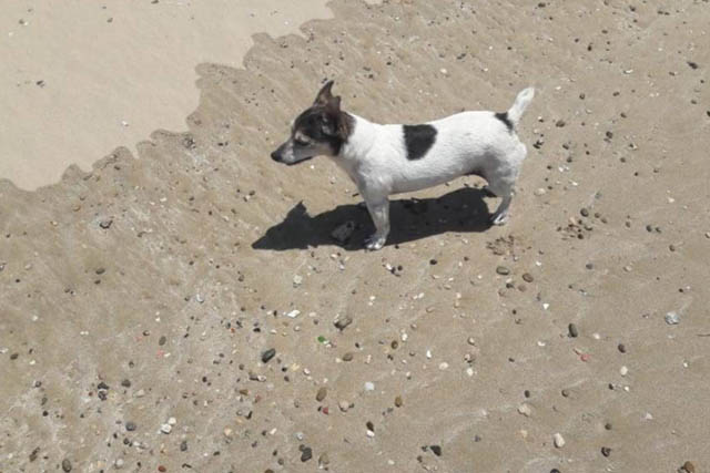 The Windjammer - jack russell on the beach.
