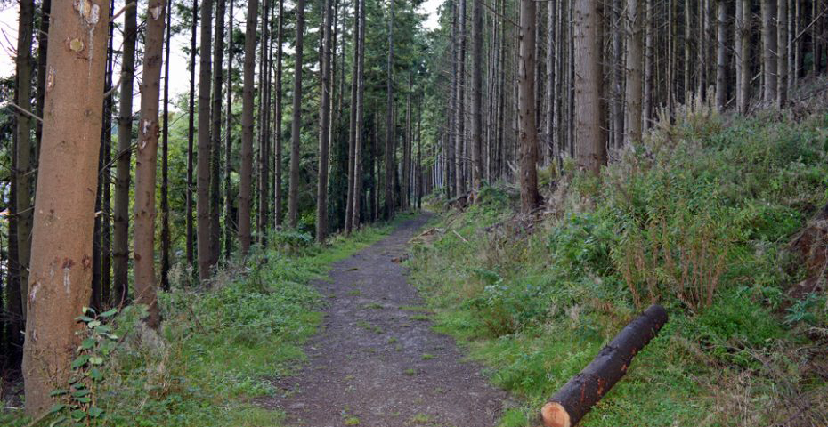 Dartmouth to Dittisham walk - woodland path