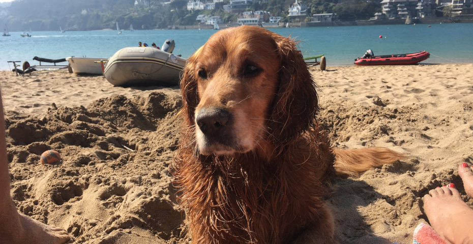 South Devon Beach - dog friendly beaches