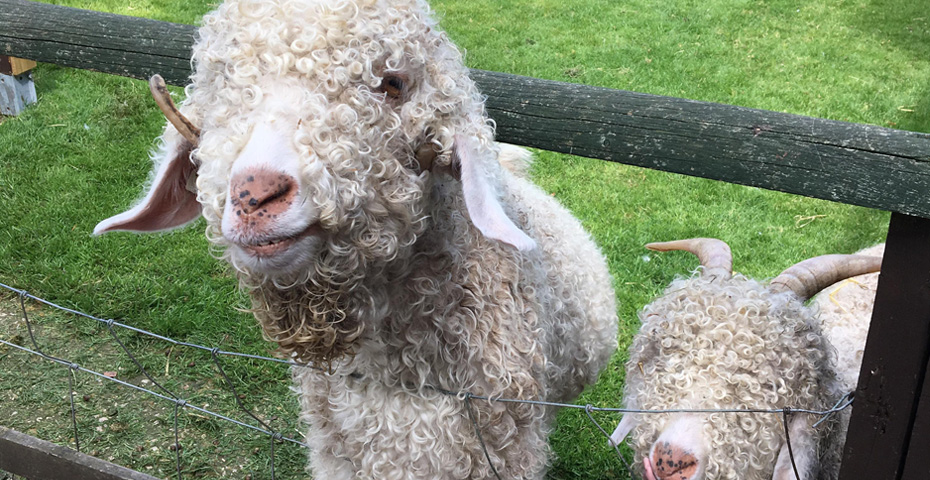 South Devon wildlife in spring