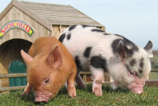 Things to do in Devon in the rain - Pennywell Farm