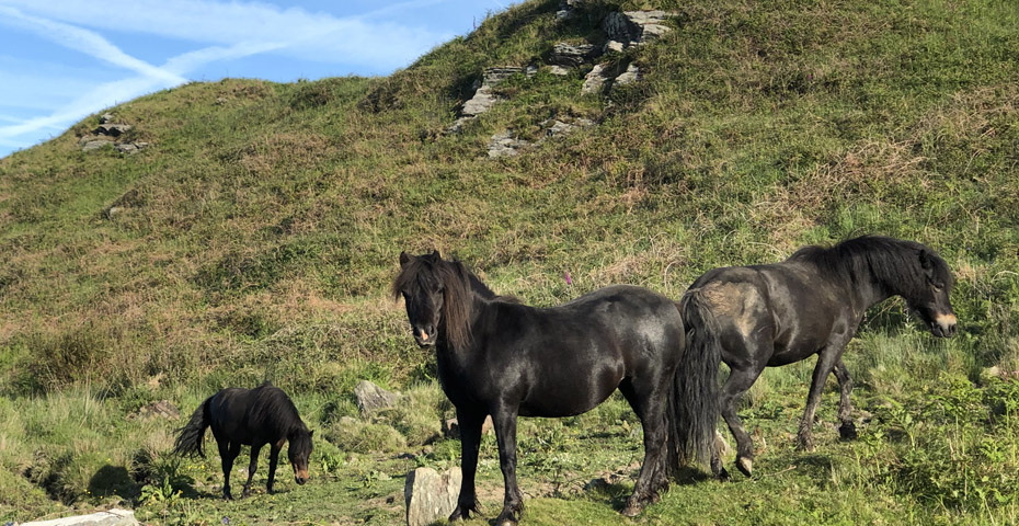 South Devon walks - East Soar wild ponies