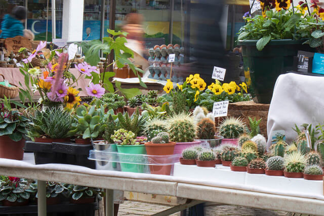 Teignmouth farmers market - plants for sale on outdoor stall.