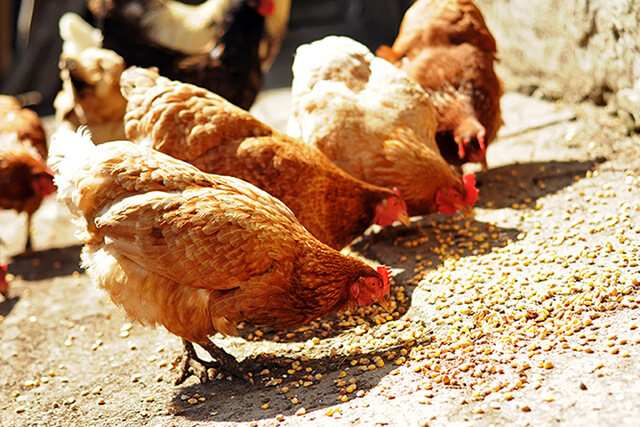 Feeding chickens on a farm