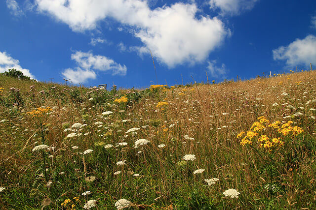 Berry Head Brixham Nature Reserve