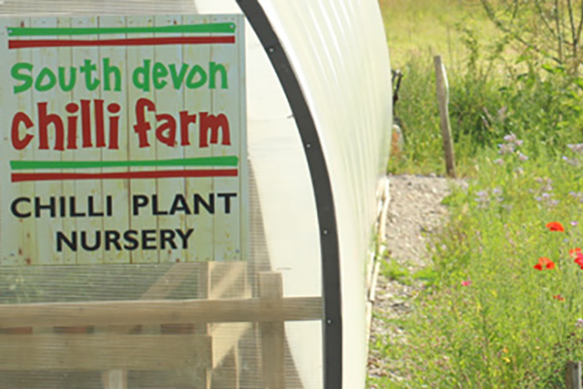 South Devon Chilli Farm Polytunnels