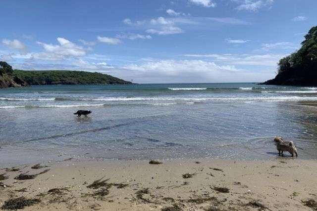 South Sands Beach, Salcombe
