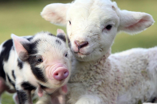 Easter Events in South Devon | A baby lamb and piglet at Pennywell Farm