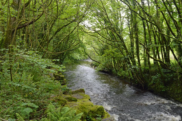 Woodlands walks in South Devon - Avon Valley Loddiswell Woods