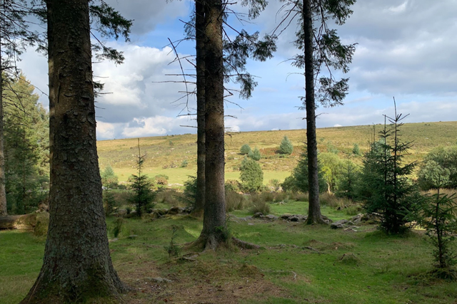 Woodlands walks in South Devon - Bellever Forest