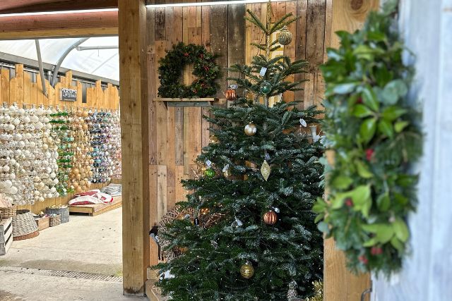Award Winning Christmas Trees at Gardentime Totnes