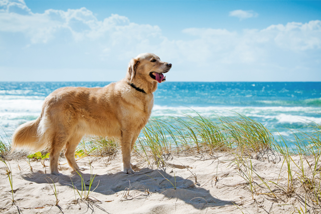 South Devon Holiday Let Market Insights Report - A Golden Retriever on the beach