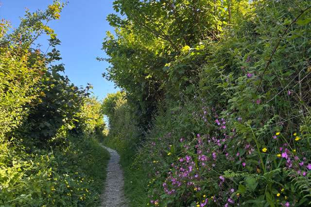 Tree-lined path on the edge of West Alvington Woods, on a sunny day