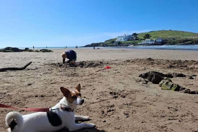 Millie the Jack Russell at Bigbury beach