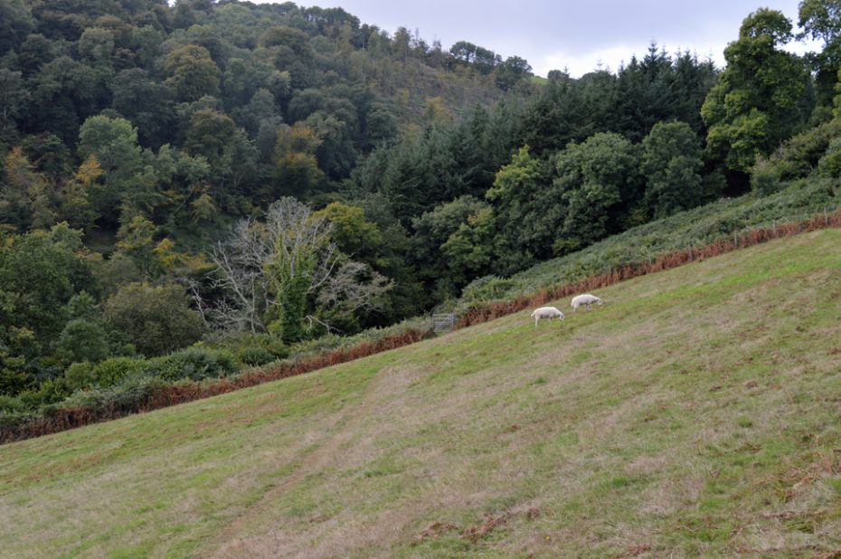 Head into the woodland towards Old Mill Creek