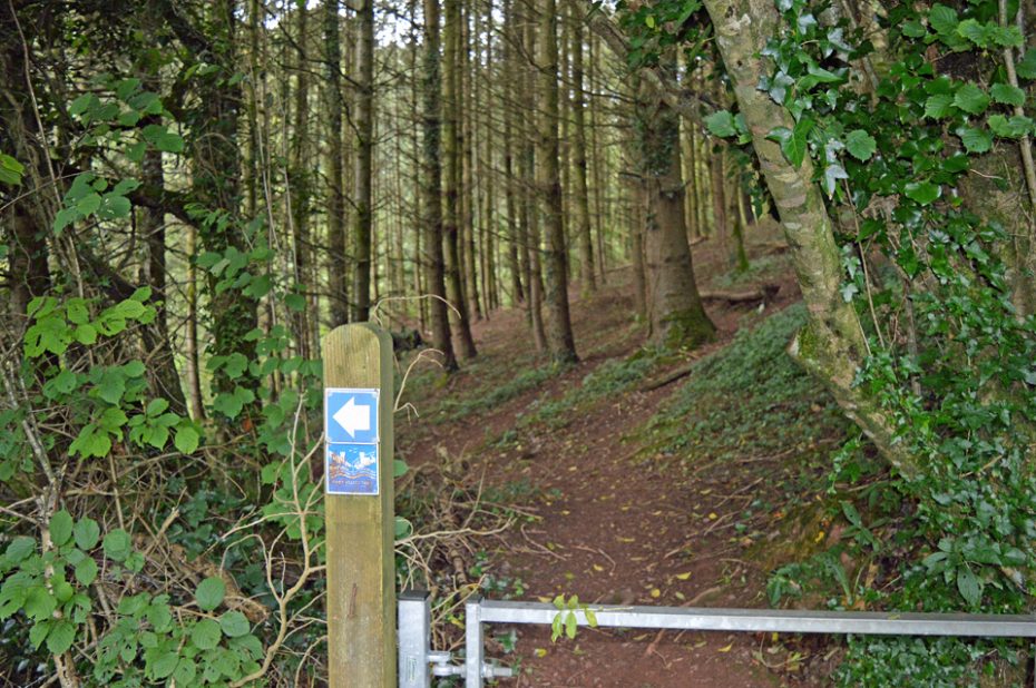 40-into-the-woodland