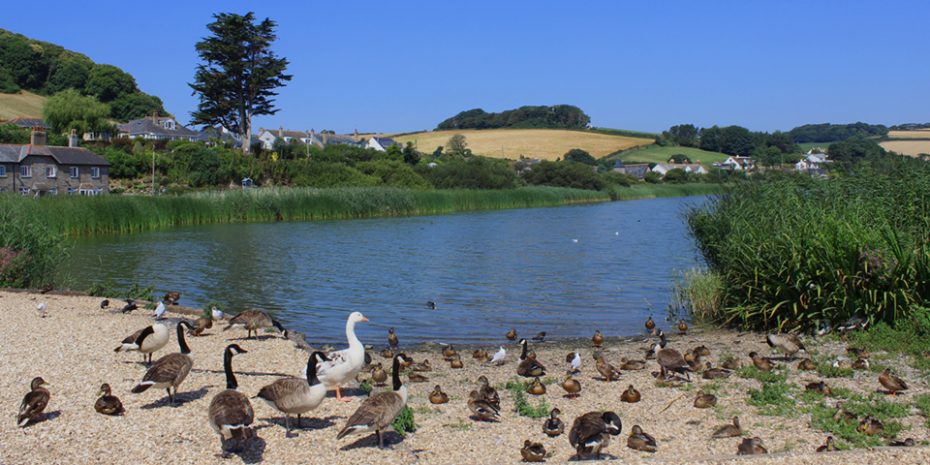 Things to do in Torcross - feed the ducks Slapton Ley