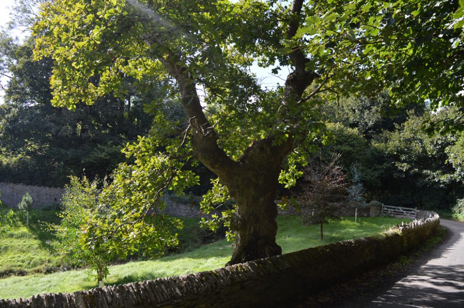 A wooded and windy stretch on the way to Stoke Fleming