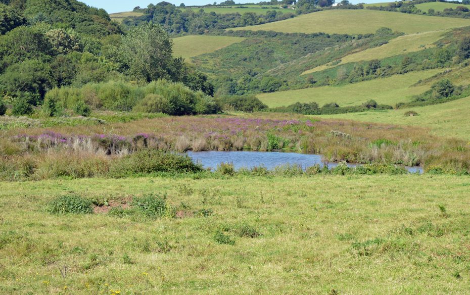 A flooded field behind Man Sands that's a haven for birdlife